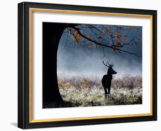 A Red Deer Stag in a Forest with Colorful Fall Foliage-Alex Saberi-Framed Photographic Print