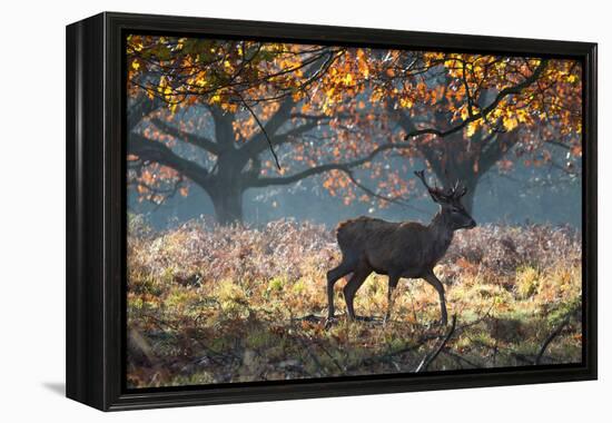 A Red Deer Stag in a Forest with Colorful Fall Foliage-Alex Saberi-Framed Premier Image Canvas