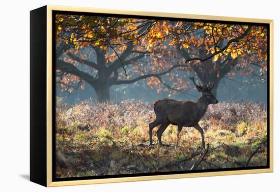 A Red Deer Stag in a Forest with Colorful Fall Foliage-Alex Saberi-Framed Premier Image Canvas