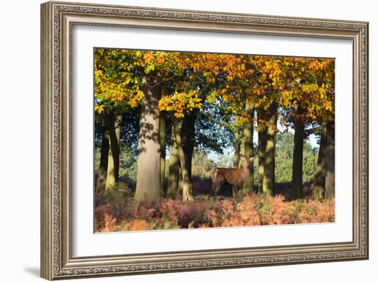 A Red Deer Stag in a Forest with Colorful Fall Foliage-Alex Saberi-Framed Photographic Print