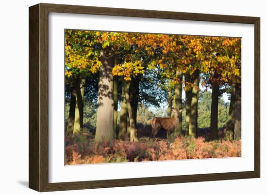 A Red Deer Stag in a Forest with Colorful Fall Foliage-Alex Saberi-Framed Photographic Print