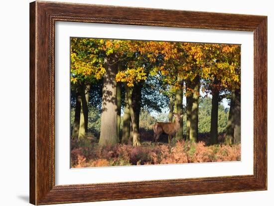 A Red Deer Stag in a Forest with Colorful Fall Foliage-Alex Saberi-Framed Photographic Print