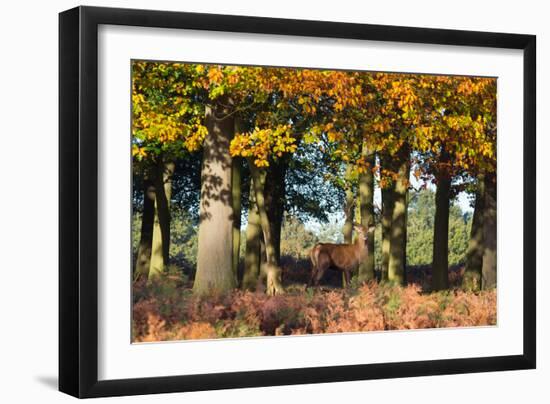 A Red Deer Stag in a Forest with Colorful Fall Foliage-Alex Saberi-Framed Photographic Print