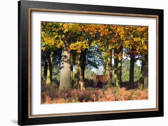 A Red Deer Stag in a Forest with Colorful Fall Foliage-Alex Saberi-Framed Photographic Print