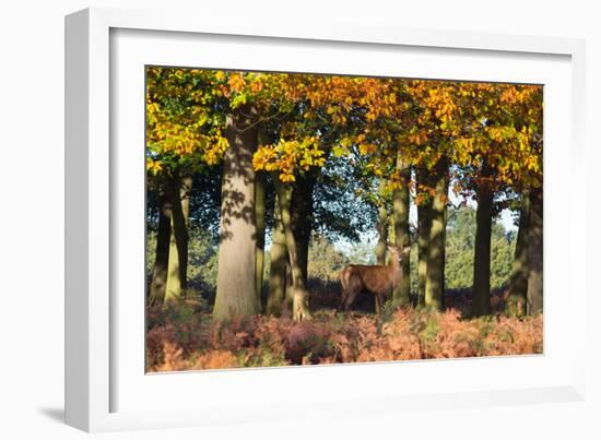 A Red Deer Stag in a Forest with Colorful Fall Foliage-Alex Saberi-Framed Photographic Print