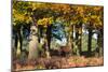 A Red Deer Stag in a Forest with Colorful Fall Foliage-Alex Saberi-Mounted Photographic Print