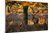 A Red Deer Stag in a Forest with Colorful Fall Foliage-Alex Saberi-Mounted Photographic Print