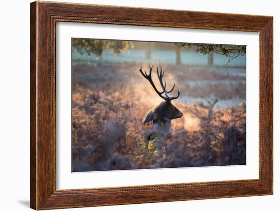 A Red Deer Stag in the Autumn Mists of Richmond Park-Alex Saberi-Framed Photographic Print