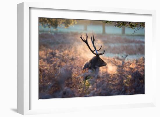 A Red Deer Stag in the Autumn Mists of Richmond Park-Alex Saberi-Framed Photographic Print