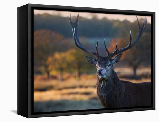 A Red Deer Stag Licks His Lips in an Autumn Landscape-Alex Saberi-Framed Premier Image Canvas