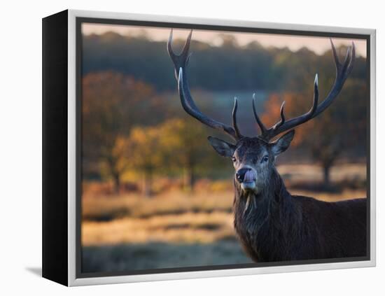 A Red Deer Stag Licks His Lips in an Autumn Landscape-Alex Saberi-Framed Premier Image Canvas