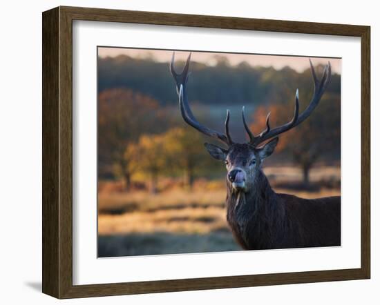 A Red Deer Stag Licks His Lips in an Autumn Landscape-Alex Saberi-Framed Photographic Print