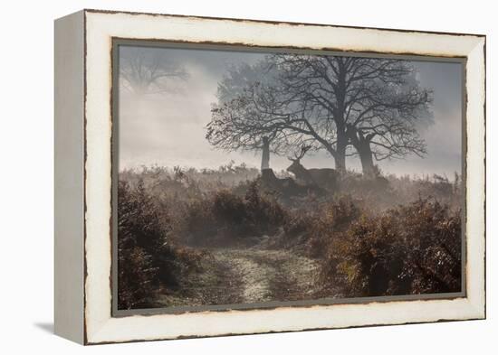 A Red Deer Stag Makes His Way Through a Misty Landscape in Richmond Park-Alex Saberi-Framed Premier Image Canvas