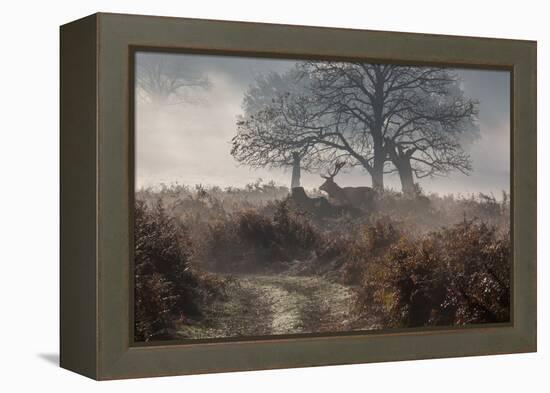 A Red Deer Stag Makes His Way Through a Misty Landscape in Richmond Park-Alex Saberi-Framed Premier Image Canvas