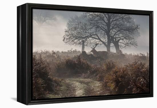 A Red Deer Stag Makes His Way Through a Misty Landscape in Richmond Park-Alex Saberi-Framed Premier Image Canvas