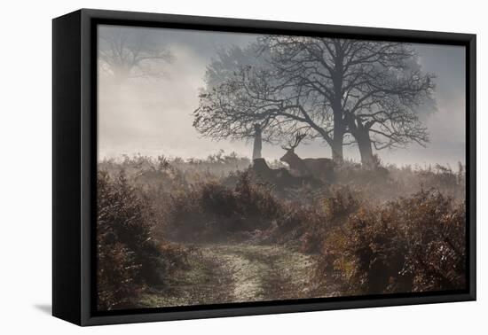 A Red Deer Stag Makes His Way Through a Misty Landscape in Richmond Park-Alex Saberi-Framed Premier Image Canvas