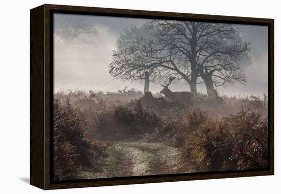 A Red Deer Stag Makes His Way Through a Misty Landscape in Richmond Park-Alex Saberi-Framed Premier Image Canvas