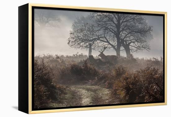 A Red Deer Stag Makes His Way Through a Misty Landscape in Richmond Park-Alex Saberi-Framed Premier Image Canvas