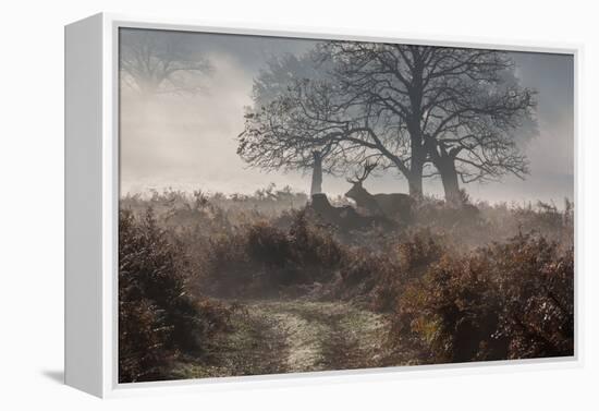 A Red Deer Stag Makes His Way Through a Misty Landscape in Richmond Park-Alex Saberi-Framed Premier Image Canvas