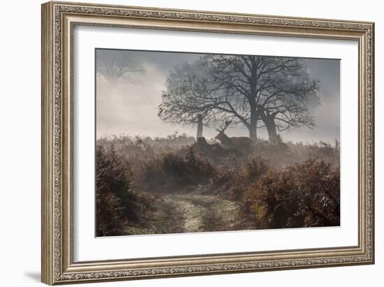 A Red Deer Stag Makes His Way Through a Misty Landscape in Richmond Park-Alex Saberi-Framed Photographic Print