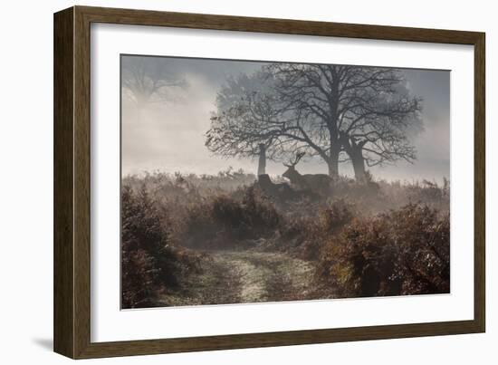 A Red Deer Stag Makes His Way Through a Misty Landscape in Richmond Park-Alex Saberi-Framed Photographic Print