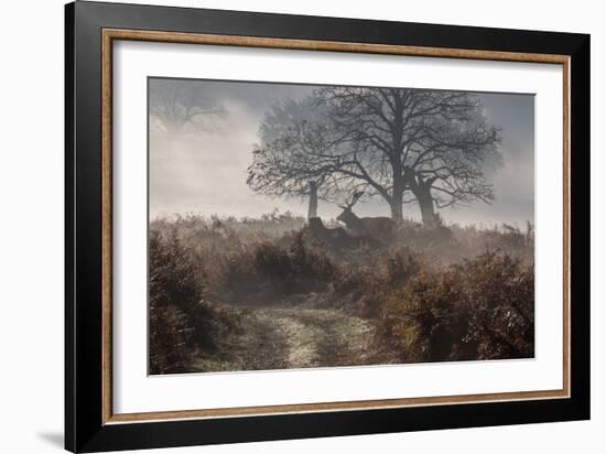 A Red Deer Stag Makes His Way Through a Misty Landscape in Richmond Park-Alex Saberi-Framed Photographic Print