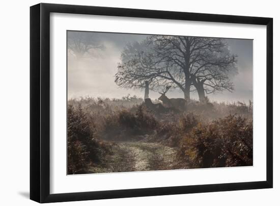 A Red Deer Stag Makes His Way Through a Misty Landscape in Richmond Park-Alex Saberi-Framed Photographic Print