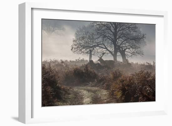 A Red Deer Stag Makes His Way Through a Misty Landscape in Richmond Park-Alex Saberi-Framed Photographic Print