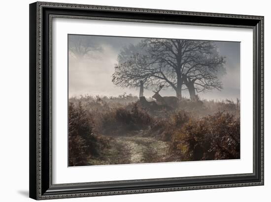 A Red Deer Stag Makes His Way Through a Misty Landscape in Richmond Park-Alex Saberi-Framed Photographic Print