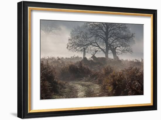 A Red Deer Stag Makes His Way Through a Misty Landscape in Richmond Park-Alex Saberi-Framed Photographic Print