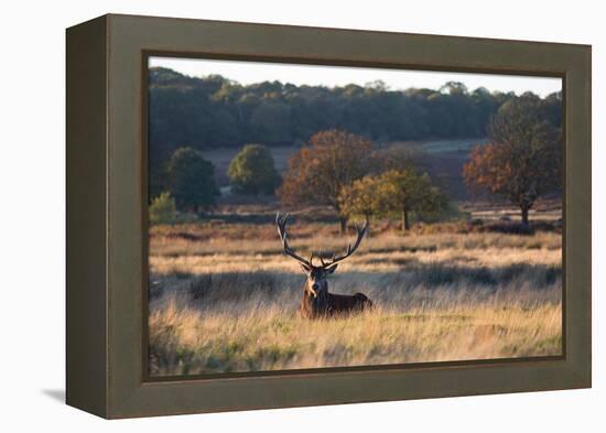 A Red Deer Stag Resting During the Autumn Rut in Richmond Park-Alex Saberi-Framed Premier Image Canvas