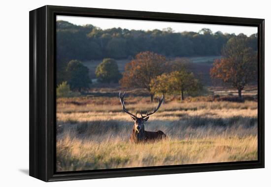 A Red Deer Stag Resting During the Autumn Rut in Richmond Park-Alex Saberi-Framed Premier Image Canvas