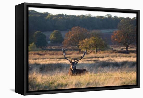 A Red Deer Stag Resting During the Autumn Rut in Richmond Park-Alex Saberi-Framed Premier Image Canvas