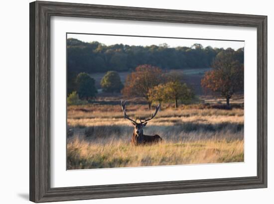 A Red Deer Stag Resting During the Autumn Rut in Richmond Park-Alex Saberi-Framed Photographic Print