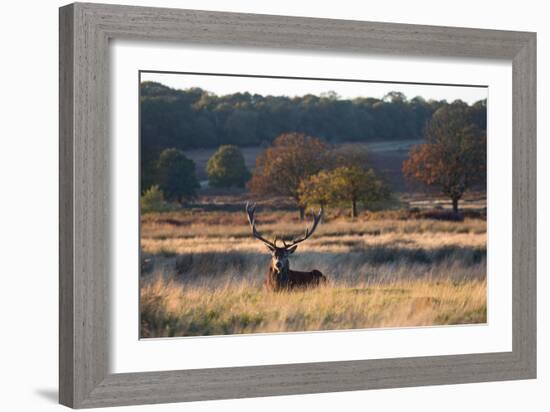 A Red Deer Stag Resting During the Autumn Rut in Richmond Park-Alex Saberi-Framed Photographic Print