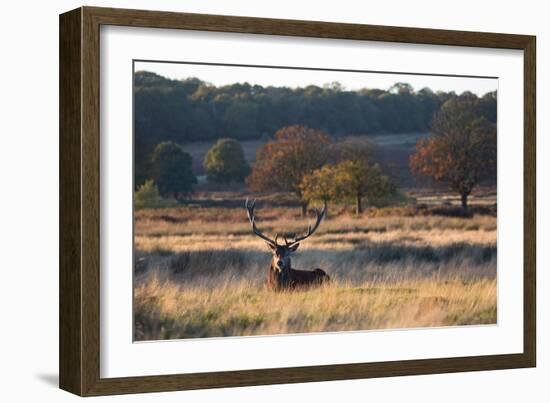 A Red Deer Stag Resting During the Autumn Rut in Richmond Park-Alex Saberi-Framed Photographic Print