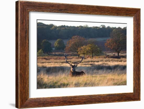 A Red Deer Stag Resting During the Autumn Rut in Richmond Park-Alex Saberi-Framed Photographic Print