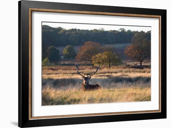 A Red Deer Stag Resting During the Autumn Rut in Richmond Park-Alex Saberi-Framed Photographic Print