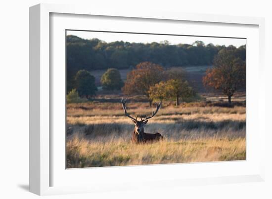 A Red Deer Stag Resting During the Autumn Rut in Richmond Park-Alex Saberi-Framed Photographic Print