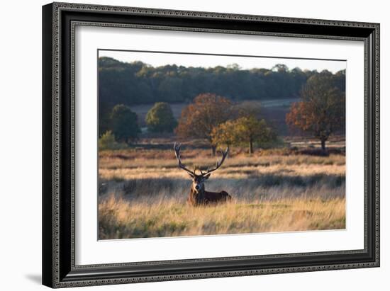 A Red Deer Stag Resting During the Autumn Rut in Richmond Park-Alex Saberi-Framed Photographic Print