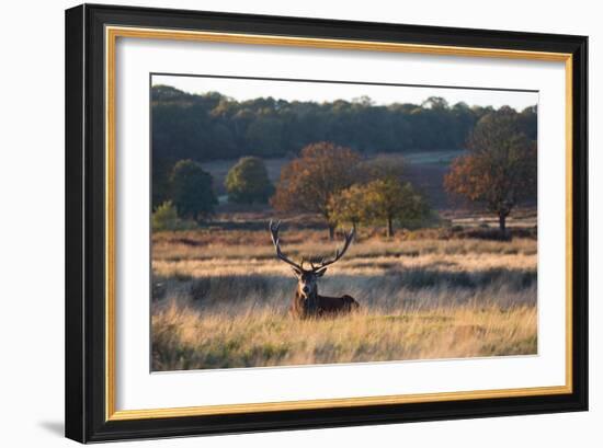 A Red Deer Stag Resting During the Autumn Rut in Richmond Park-Alex Saberi-Framed Photographic Print