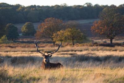 A Red Deer Stag Resting During the Autumn Rut in Richmond Park'  Photographic Print - Alex Saberi | Art.com