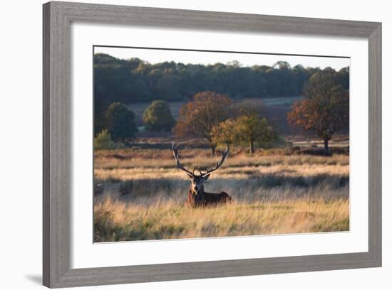 A Red Deer Stag Resting During the Autumn Rut in Richmond Park-Alex Saberi-Framed Photographic Print