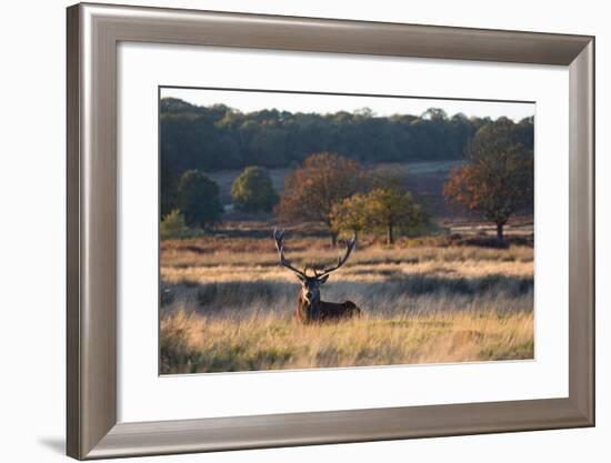 A Red Deer Stag Resting During the Autumn Rut in Richmond Park-Alex Saberi-Framed Photographic Print