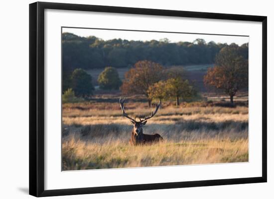 A Red Deer Stag Resting During the Autumn Rut in Richmond Park-Alex Saberi-Framed Photographic Print