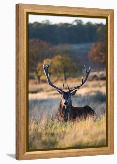 A Red Deer Stag Resting During the Autumn Rut in Richmond Park-Alex Saberi-Framed Premier Image Canvas