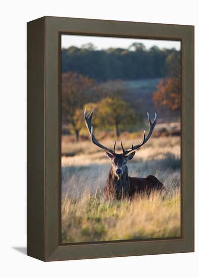 A Red Deer Stag Resting During the Autumn Rut in Richmond Park-Alex Saberi-Framed Premier Image Canvas