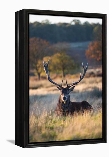 A Red Deer Stag Resting During the Autumn Rut in Richmond Park-Alex Saberi-Framed Premier Image Canvas