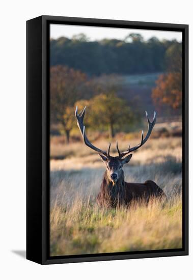 A Red Deer Stag Resting During the Autumn Rut in Richmond Park-Alex Saberi-Framed Premier Image Canvas