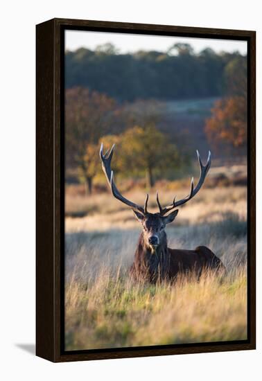 A Red Deer Stag Resting During the Autumn Rut in Richmond Park-Alex Saberi-Framed Premier Image Canvas